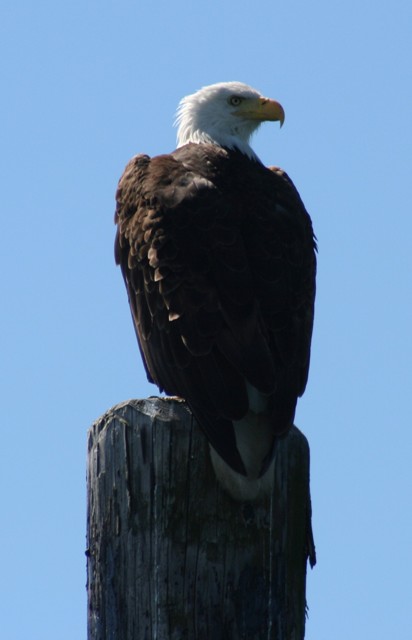 eagle 02