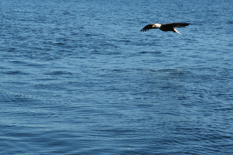 eagle-10