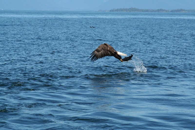 eagle-12