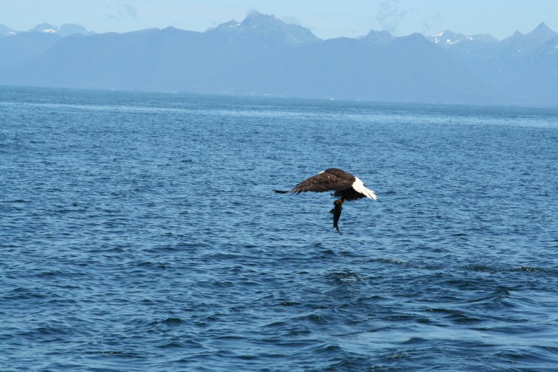 eagle-13