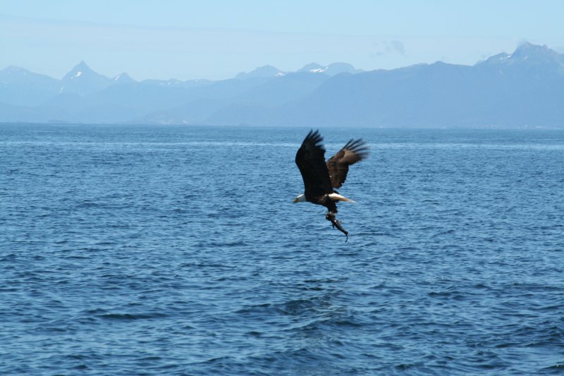 eagle-14