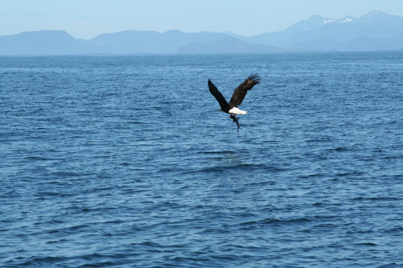 eagle-16