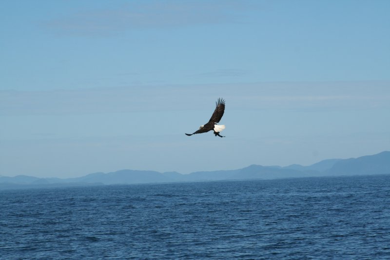 eagle-18