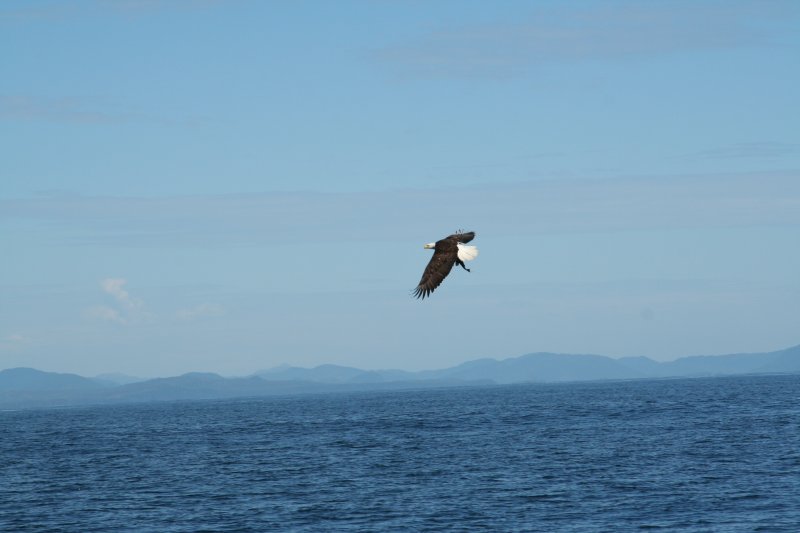 eagle-19