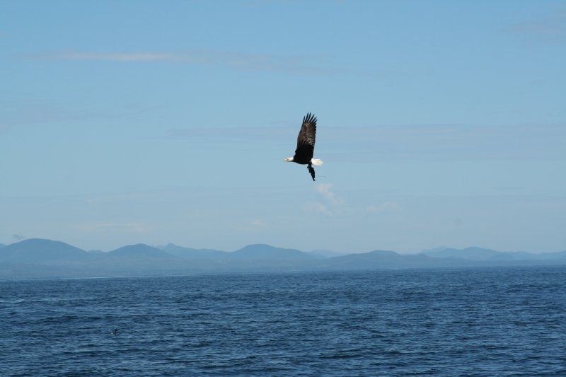 eagle-20