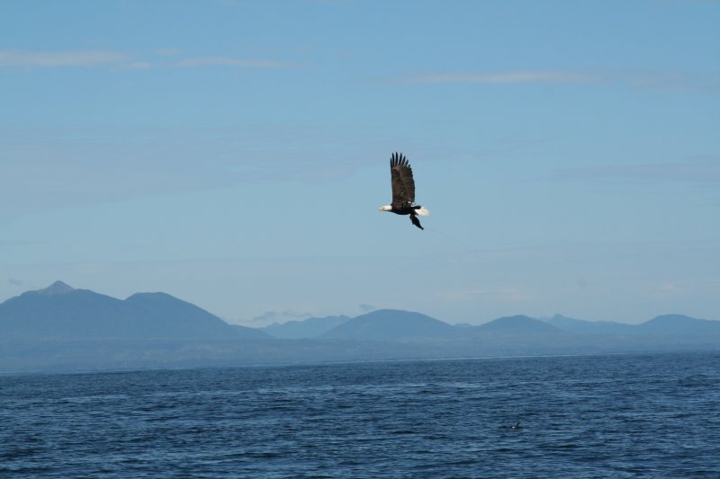 eagle-21