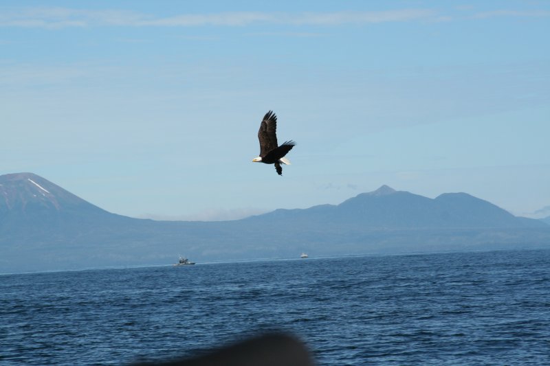 eagle-22