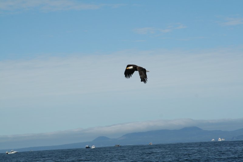 eagle-24