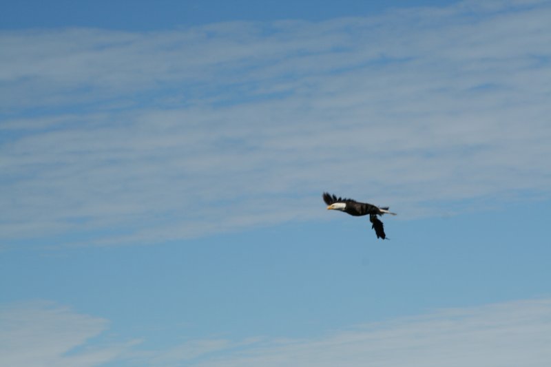 eagle-25