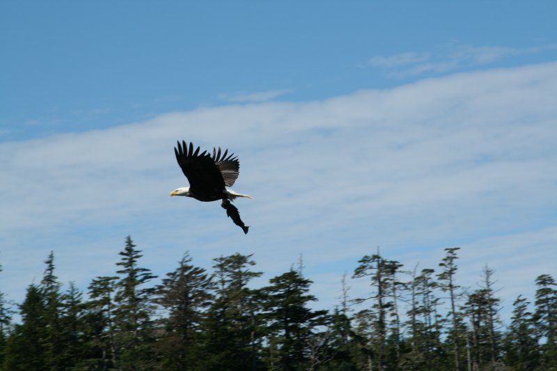 eagle-26