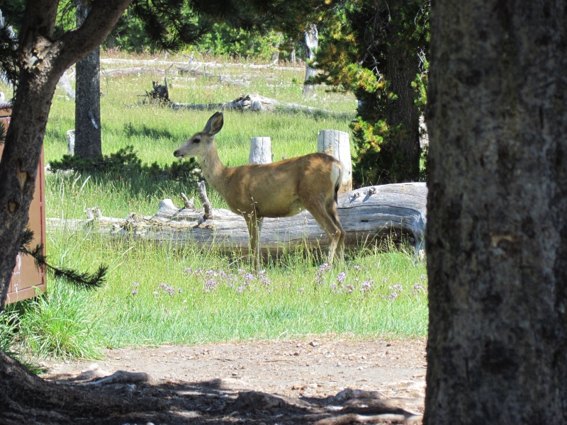 Eagle Bay campsite on Yellowstone Lake a resident checks us out