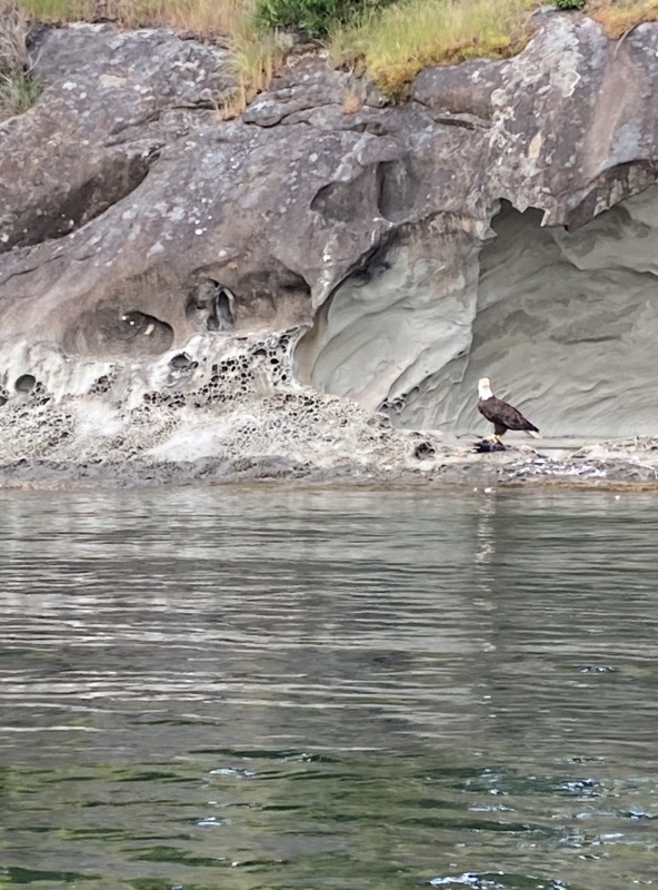 Eagle feasting on its catch, a small Heron