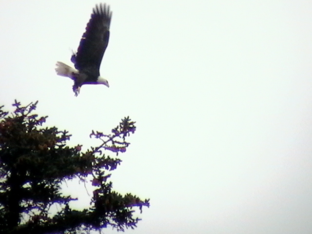 Eagle going fishing - Sentinal Island