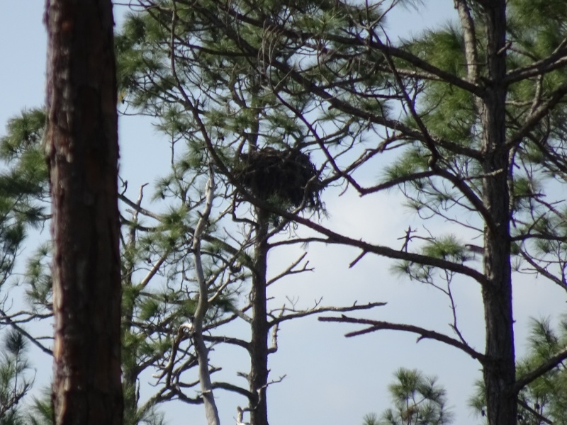 Eagle Nest on Hontoon.
