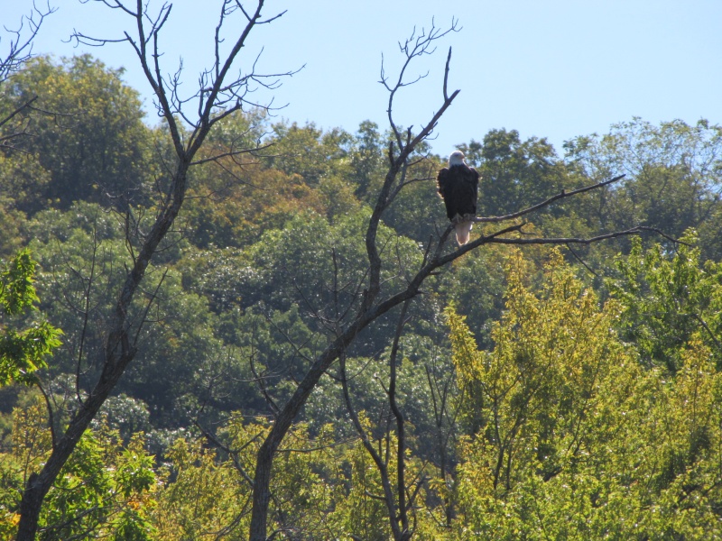 Eagle on Miss. R. near Guttenberg, Ia.