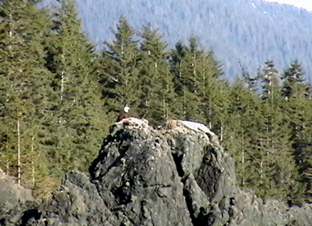 Eagle on Sentinel Island