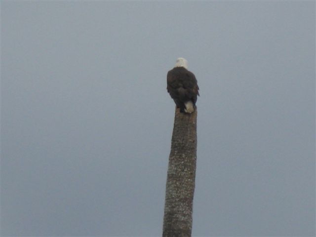 Eagle on top of dead Sabal Palm