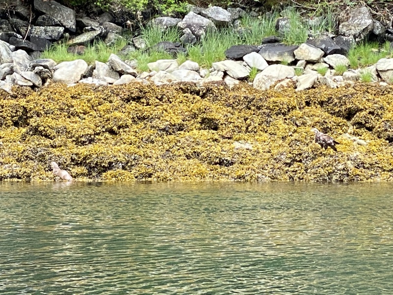 Eagle/otter warm springs bay