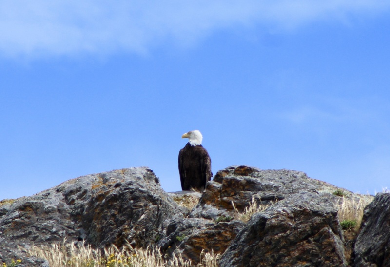 Eagle Pt