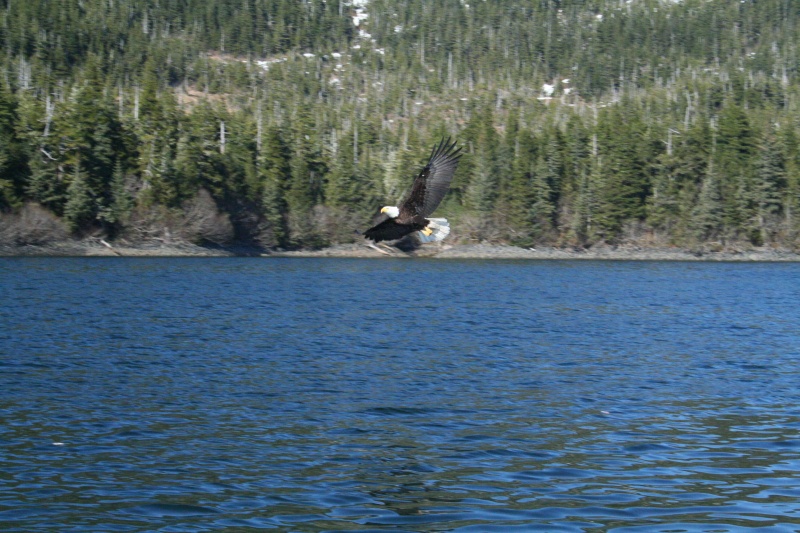 Eagle - PWS Naked Island May 2007