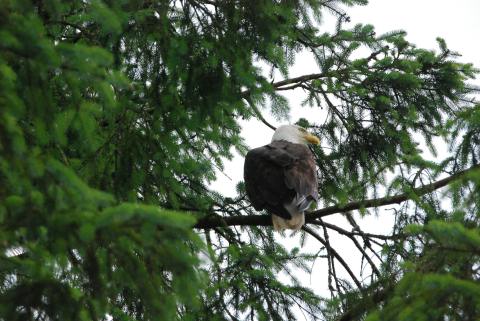 Eagle?s Roost Park, Petersburg