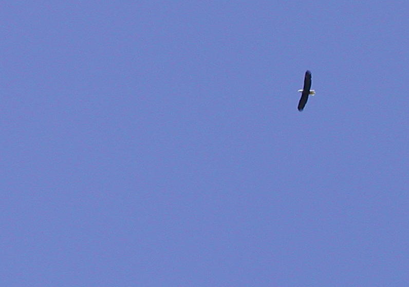 Eagle Soaring, Patos Island, 6-28-03
