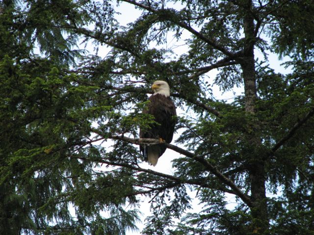Eagle