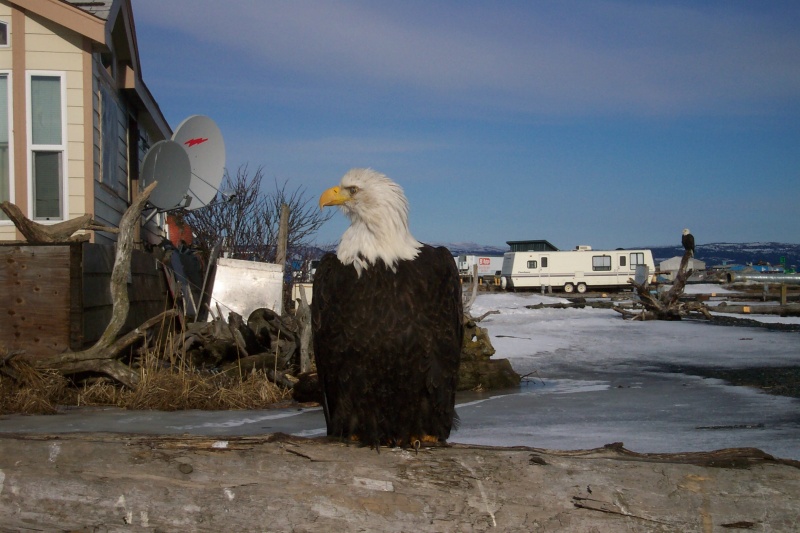 Eagle