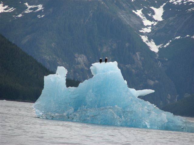 Eagles on Iceberg