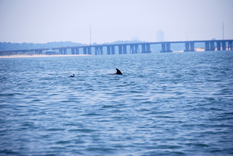 East side of the Lynnhaven Bridge is in the background with second pod feeding