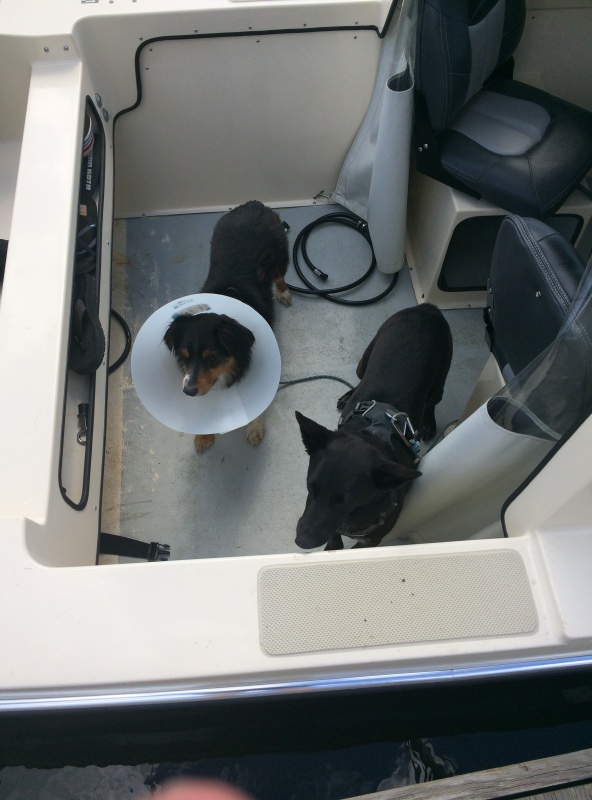 Eddie had a barbed wire incident-
wears the "cone of shame"