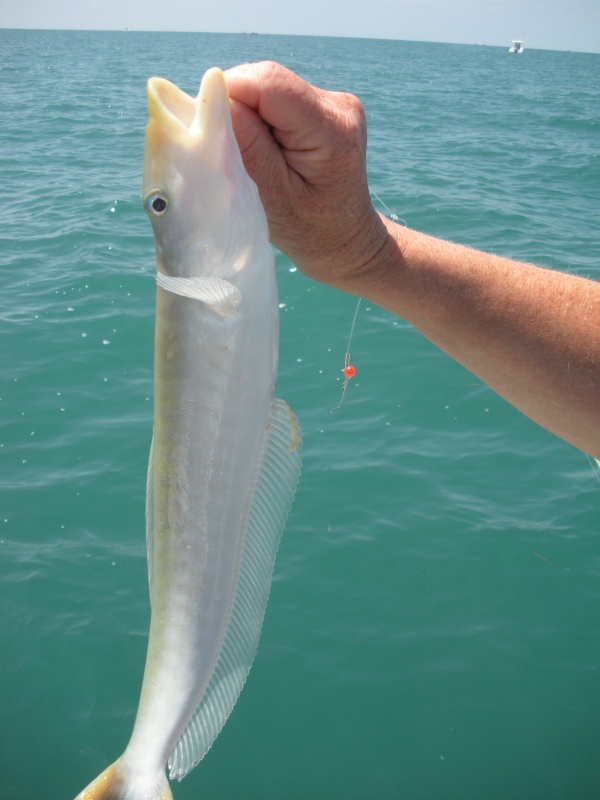 Eel.