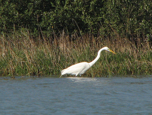 Egret in the shallows