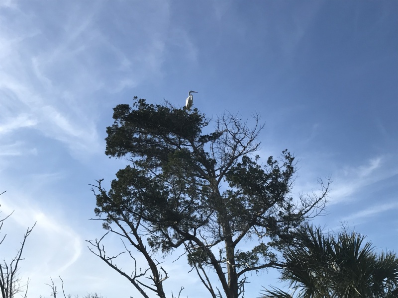 Egret in the tree top. Jacksonville Free Dock