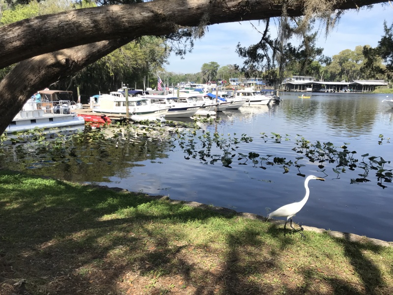 Egret strutting on by.