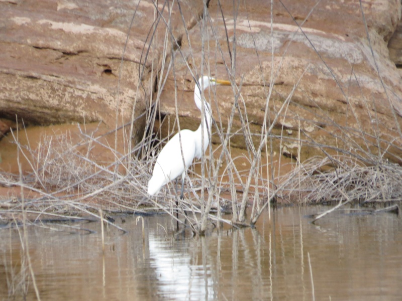 Egret
