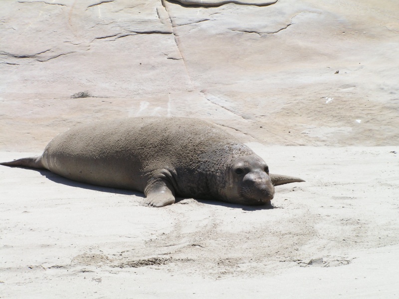 Elephant seal I believe.