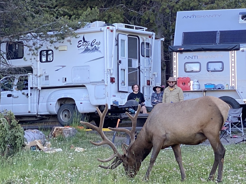 Elk at our family campsite bridge bay campground
