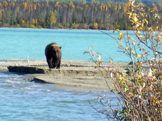 Emerald Lake W. side Cook Inlet