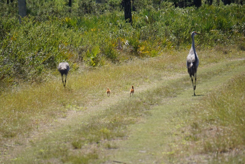 Encountered a crane family on the nature walk led by Troy