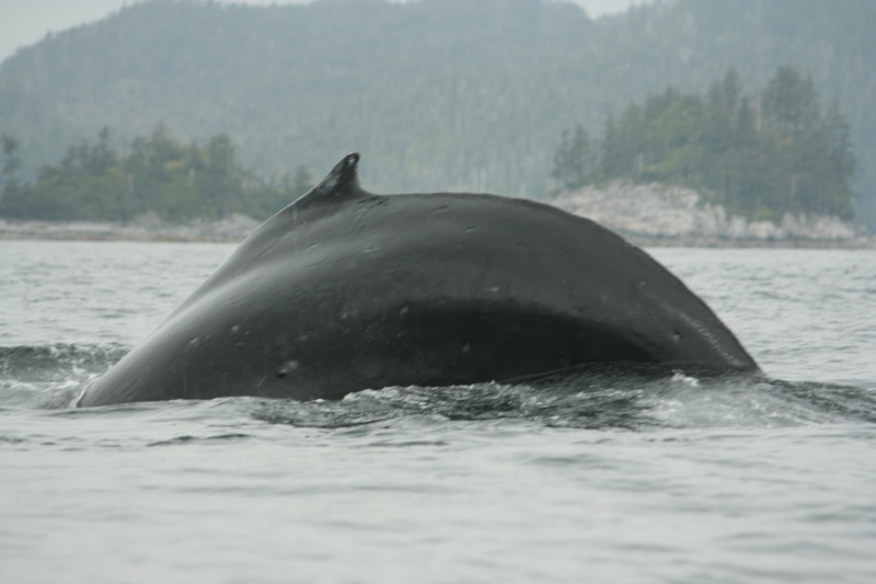 Enjoying time with Humpback Whales in the Hakai area.