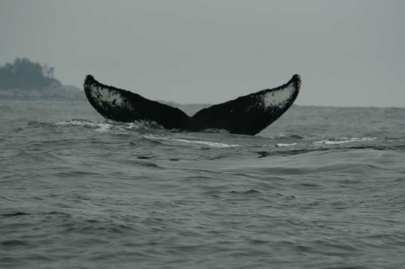 Enjoying time with Humpback Whales in the Hakai area.