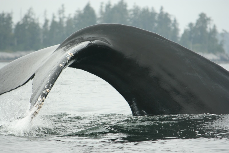 Enjoying time with Humpback Whales in the Hakai Pass area.