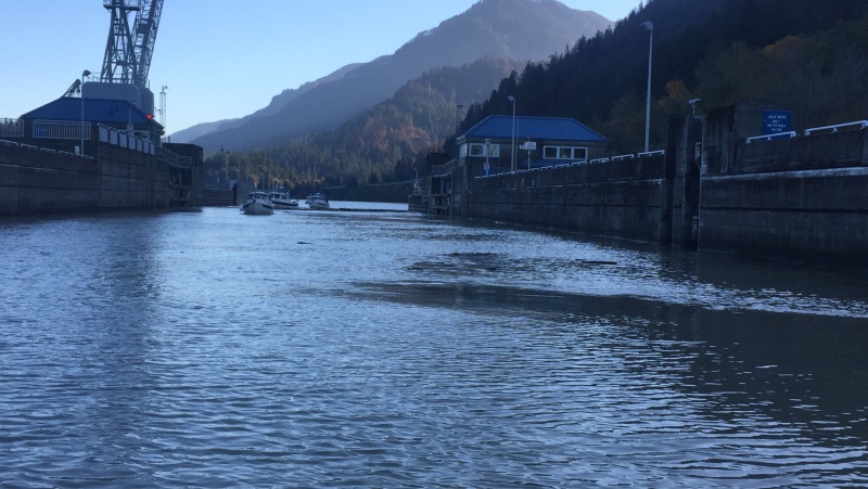 Entering Bonneville Lock through all the log debris