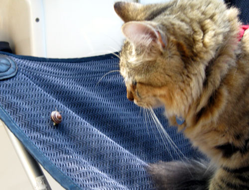 escargot?
