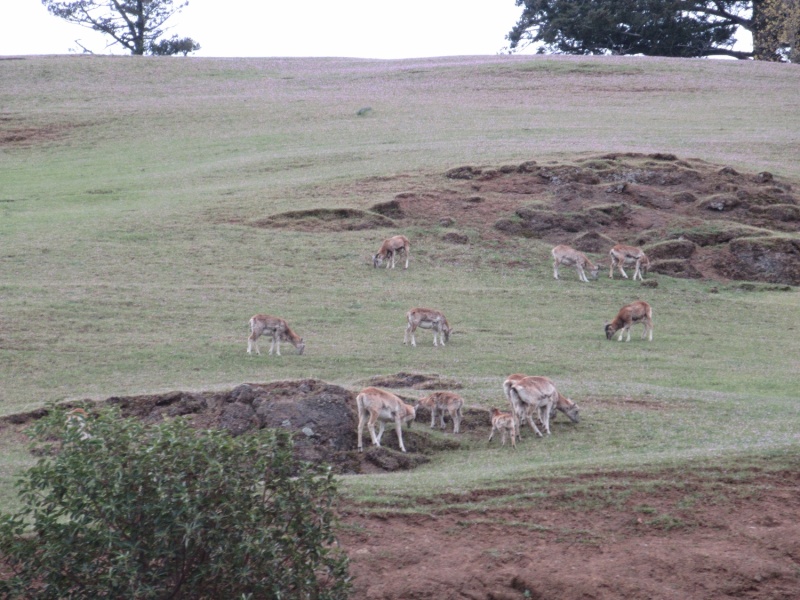 European Mouflon Sheep on Spieden island