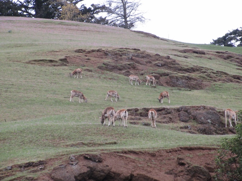European Mouflon Sheep on Spieden island