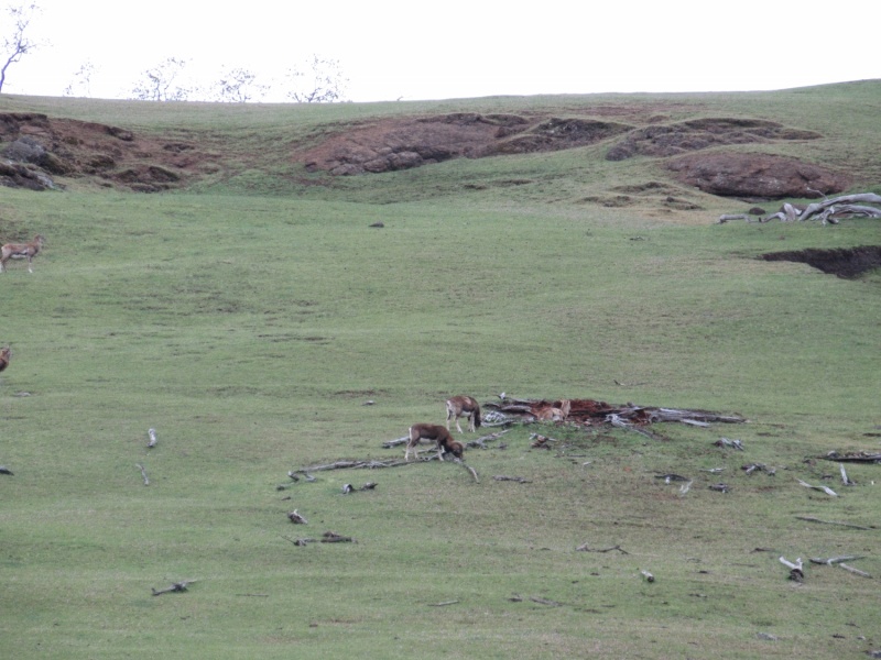 European Mouflon Sheep on Spieden island