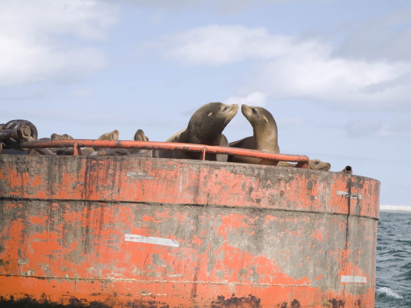 Even seals celebrate Valentine's Day.