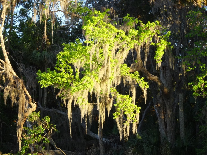 Evening light.  Silver Glen Springs.